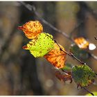 Herbstfarben