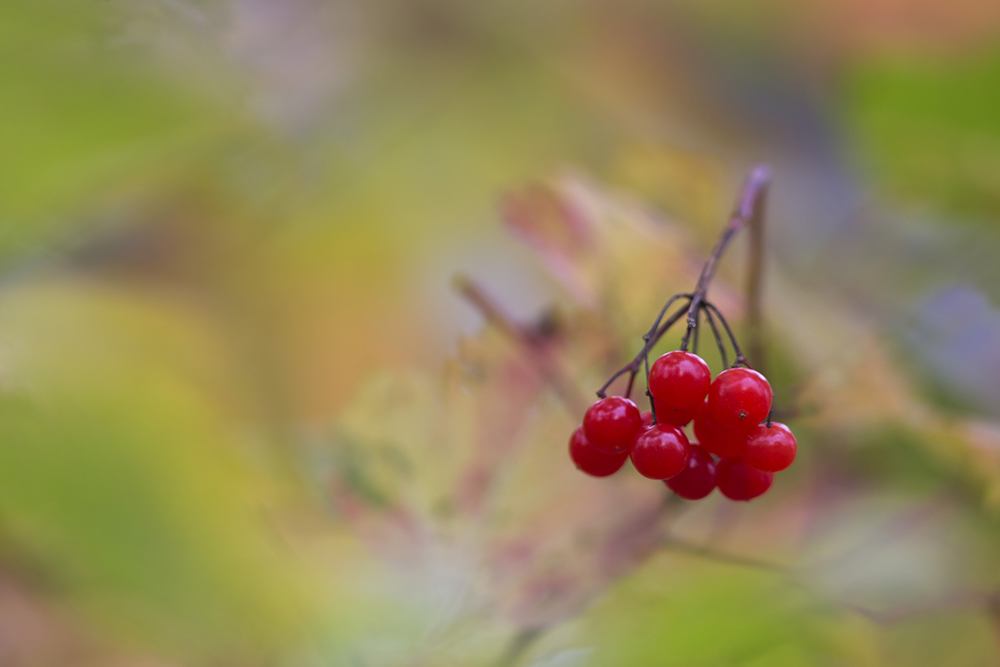 Herbstfarben....