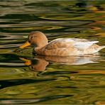 Herbstfarben