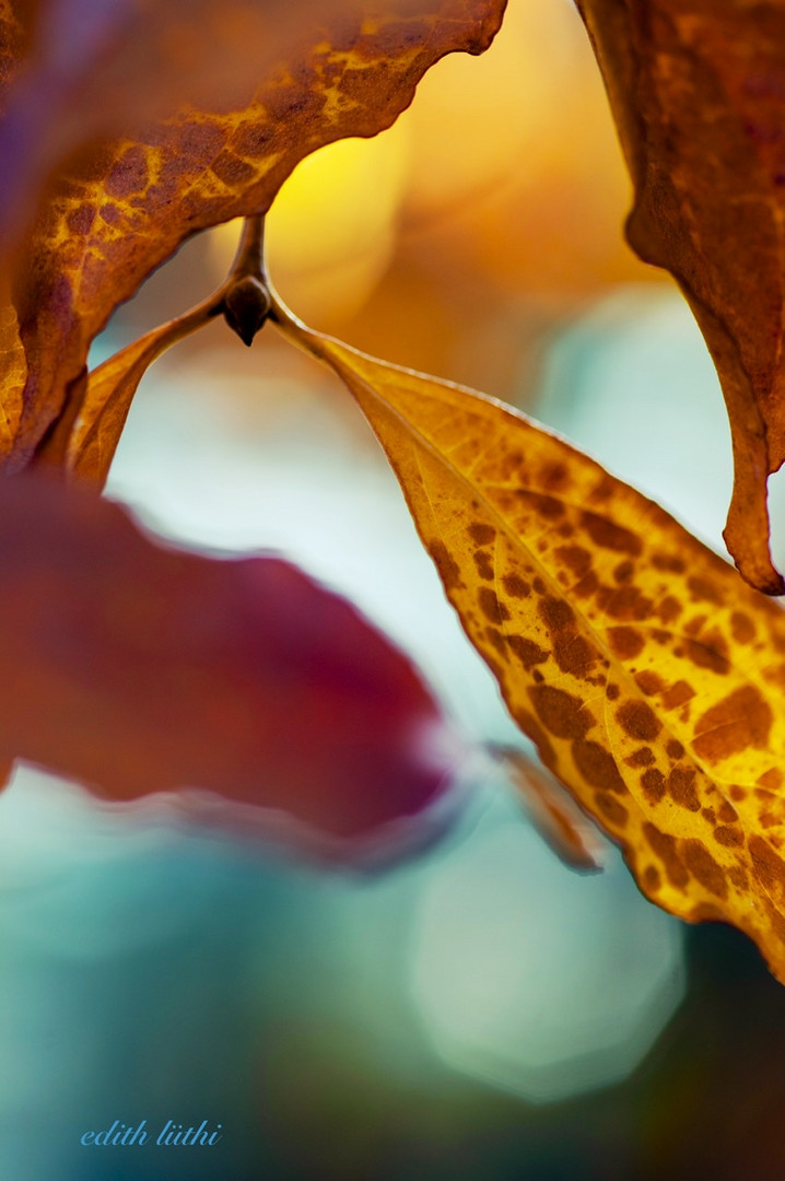 herbstfarben