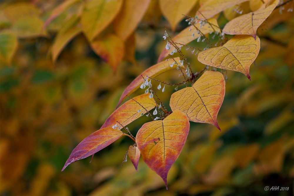 Herbstfarben