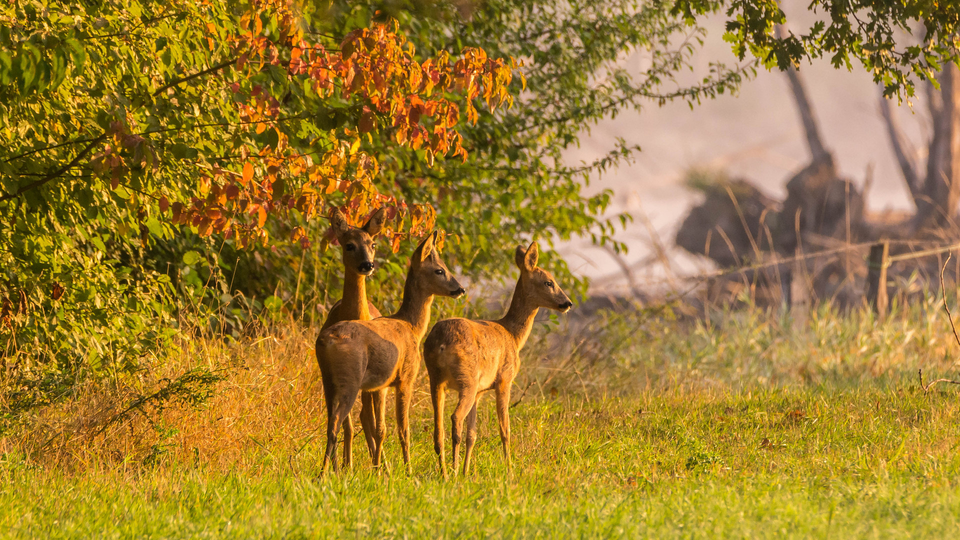 Herbstfarben