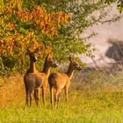 Herbstfarben