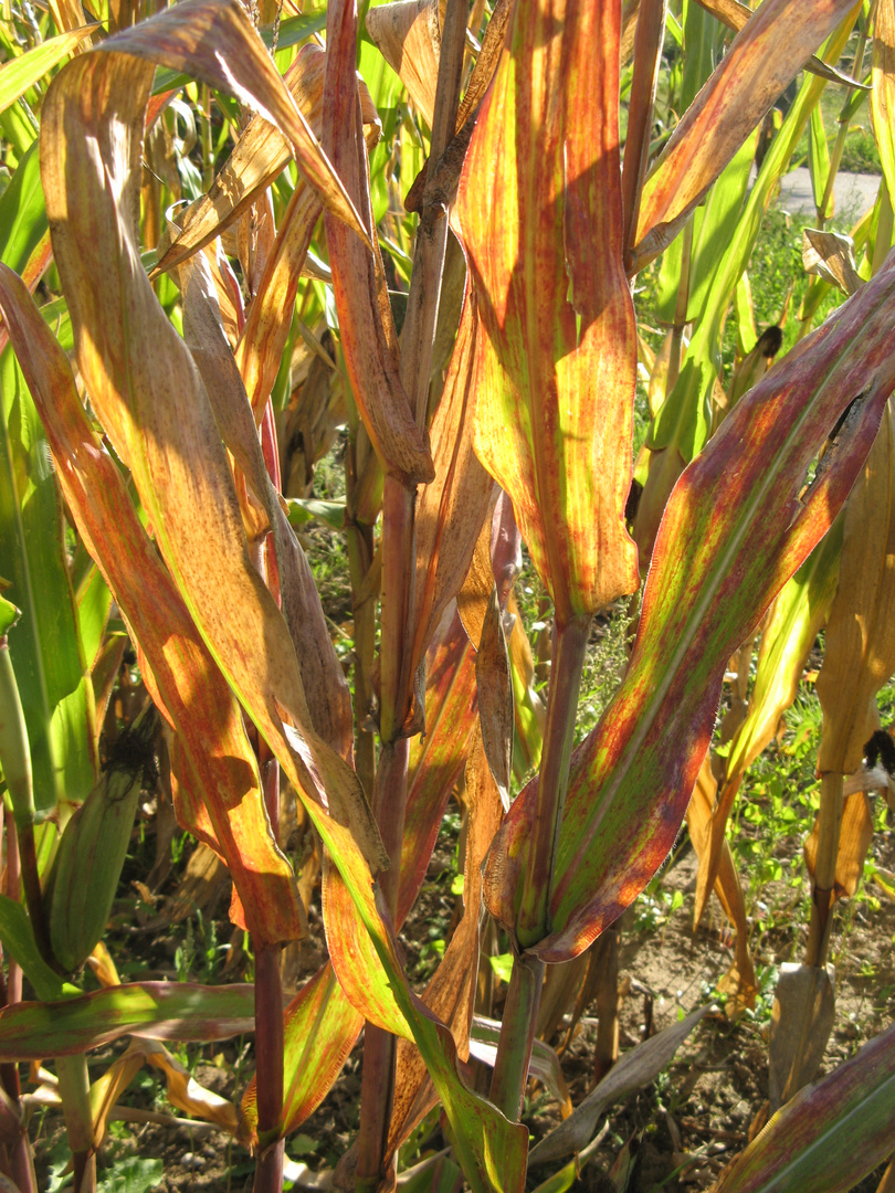 Herbstfarben