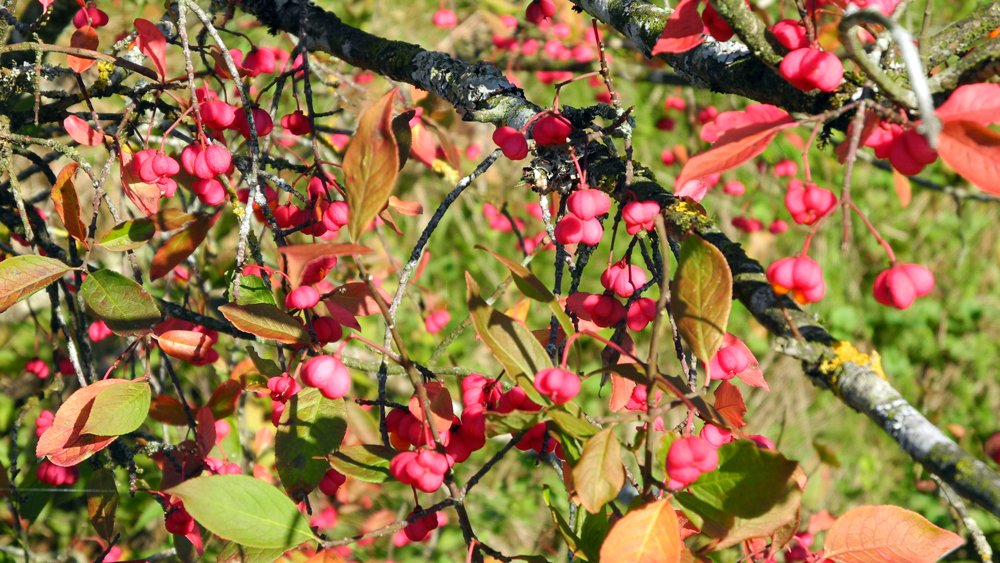 Herbstfarben