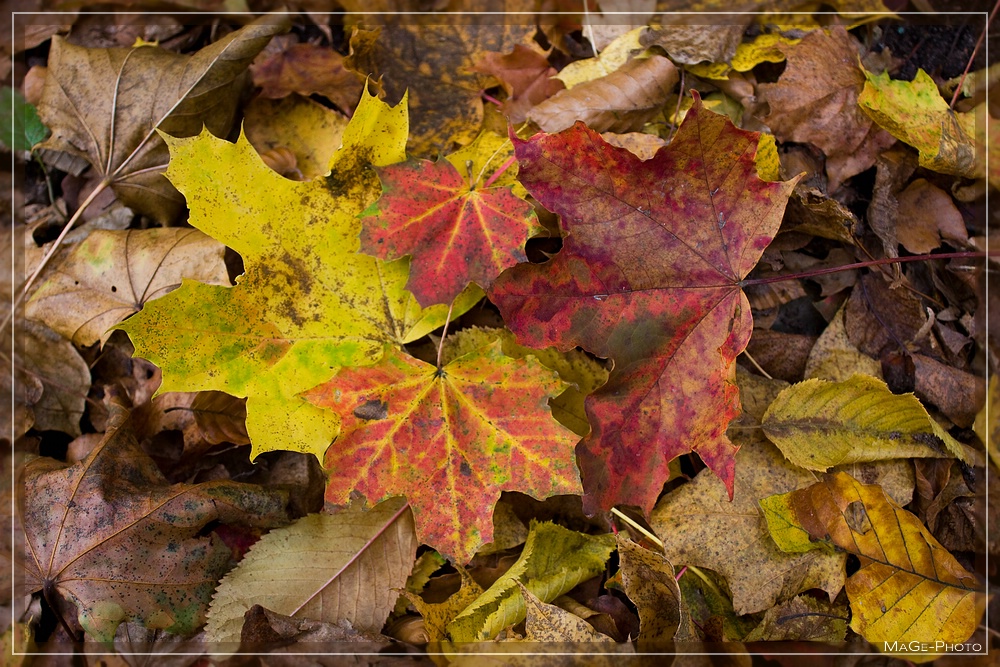 Herbstfarben