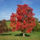 Herbstfarben