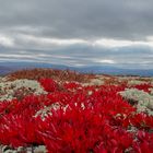 Herbstfarben