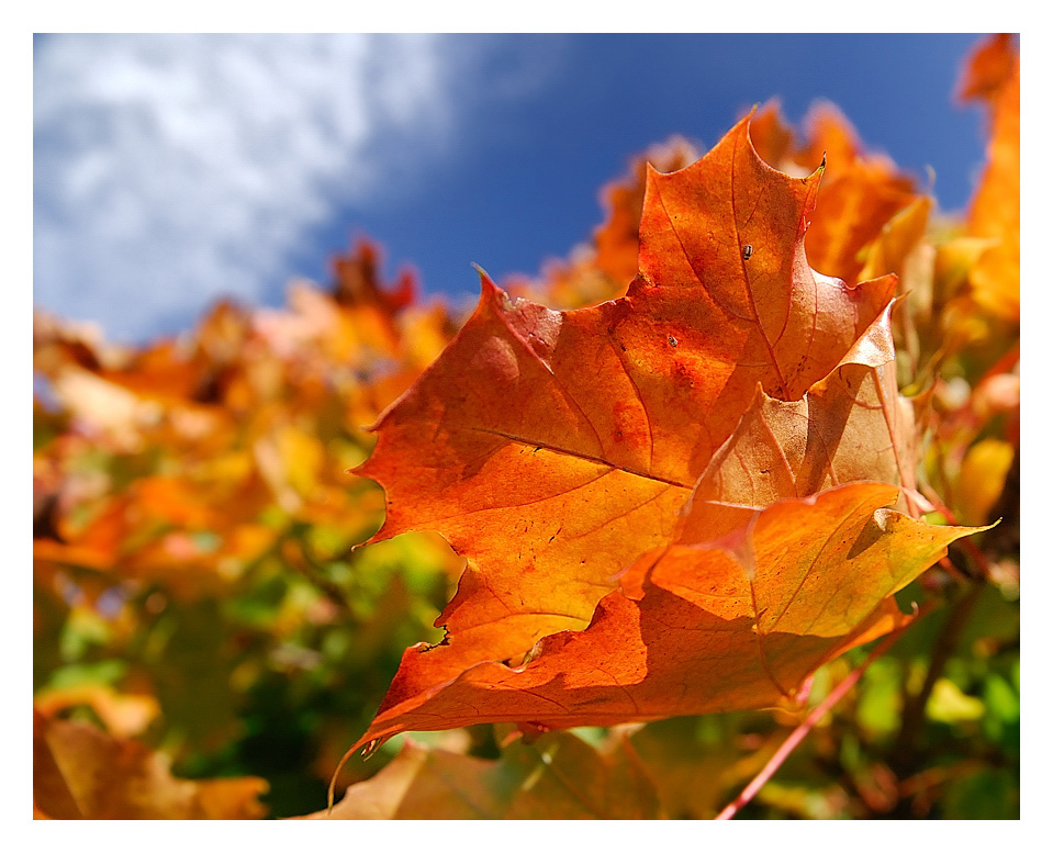 Herbstfarben