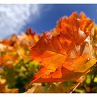 Herbstfarben