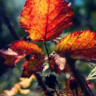 Herbstfarben