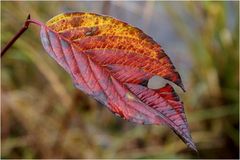 Herbstfarben