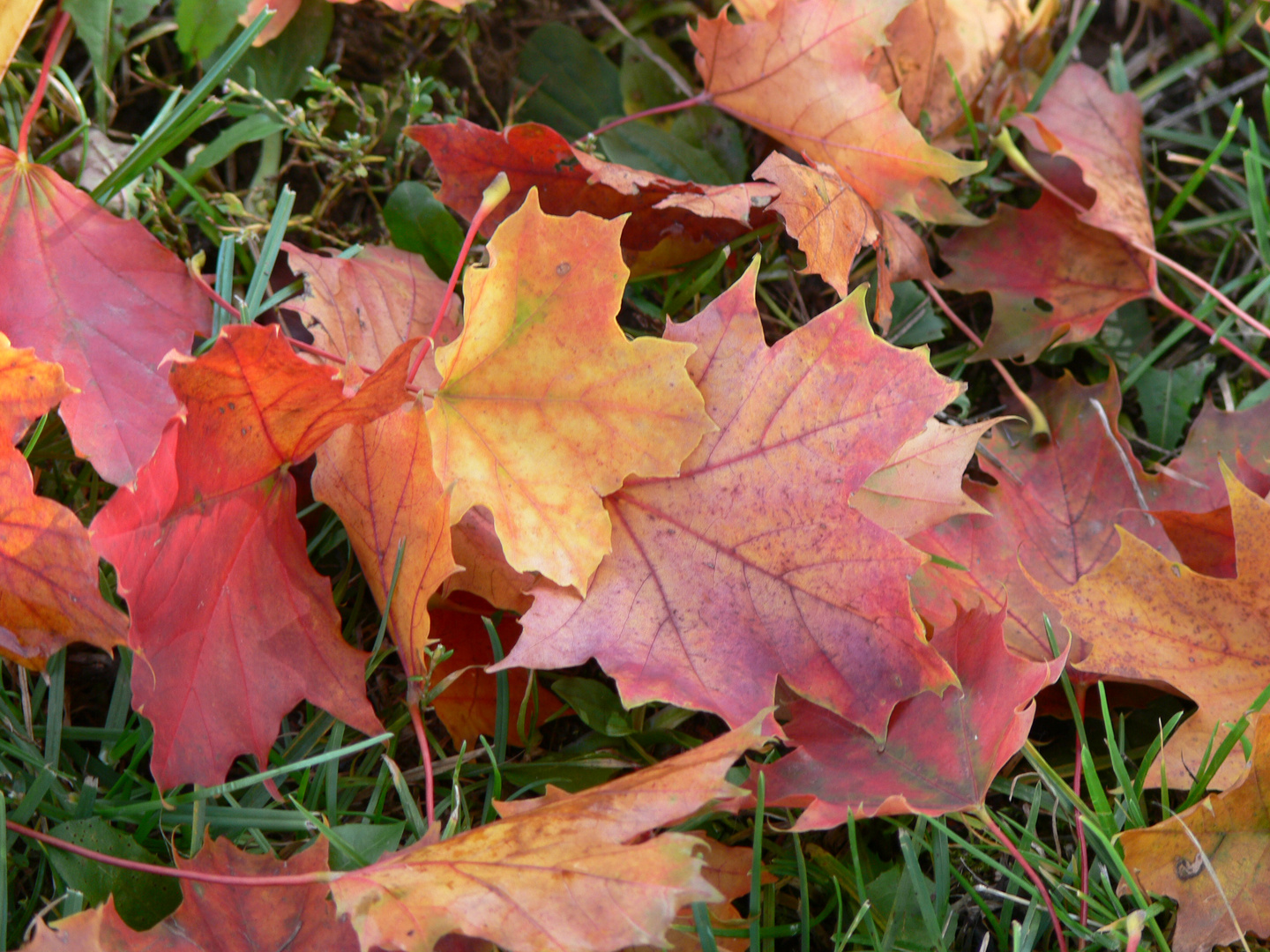 Herbstfarben