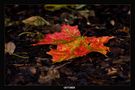 Herbstfarben von A. Urbach