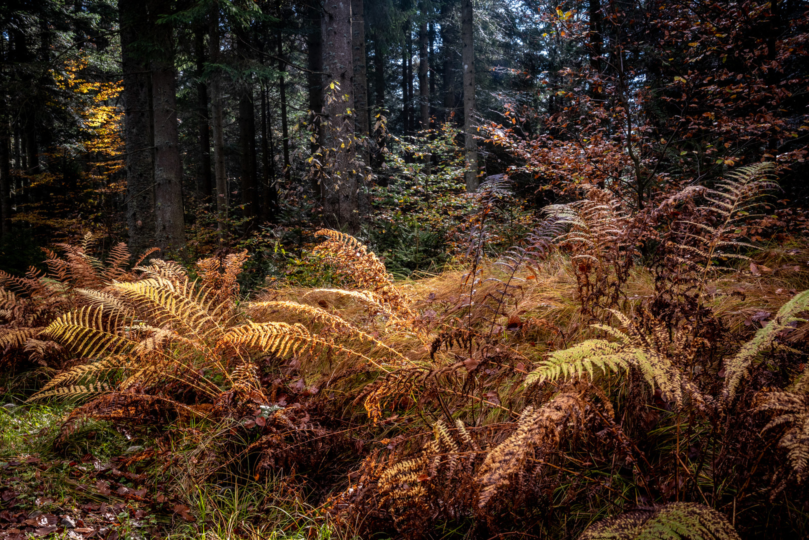 Herbstfarben