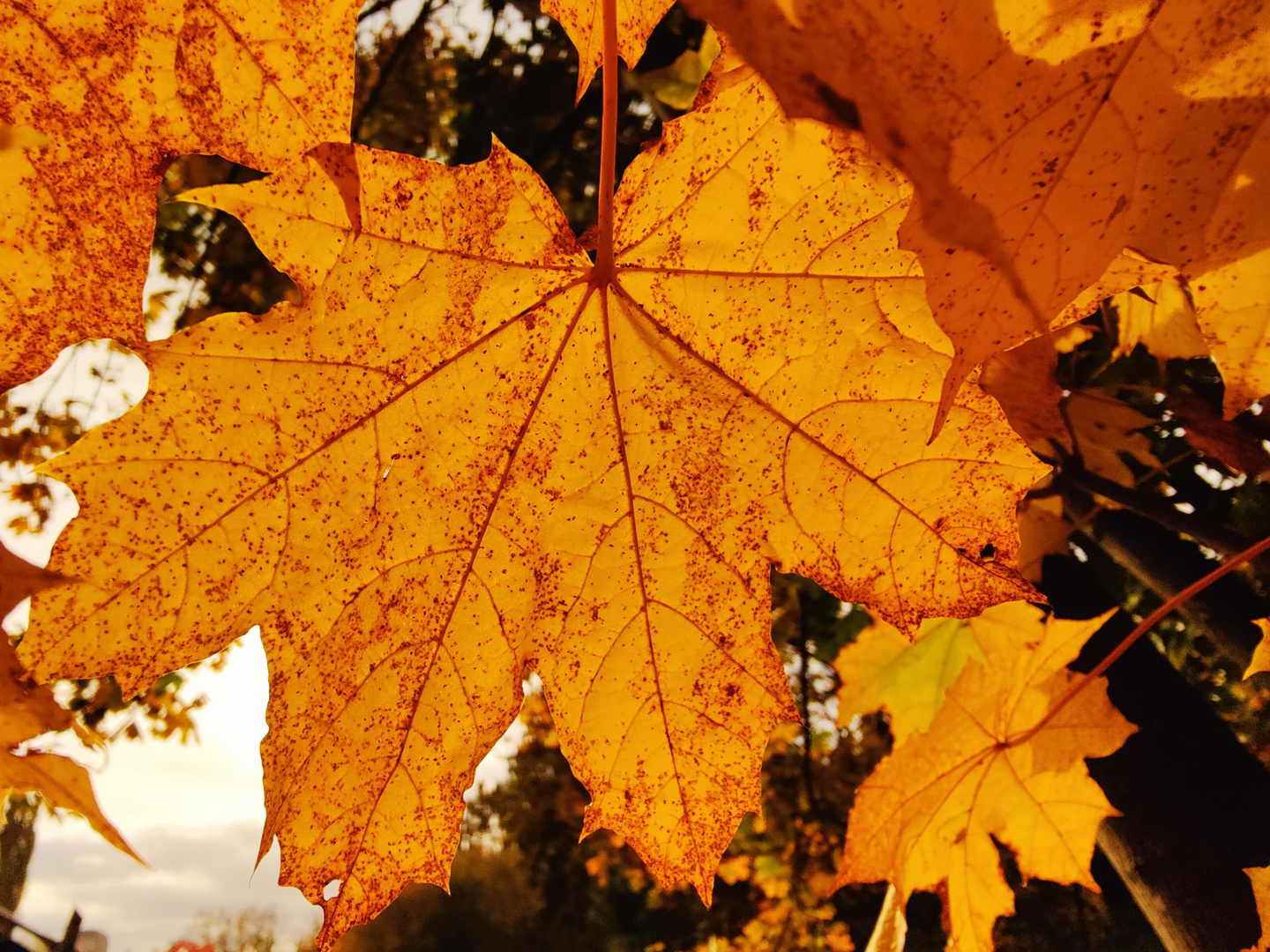 Herbstfarben 