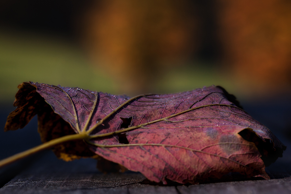 Herbstfarben