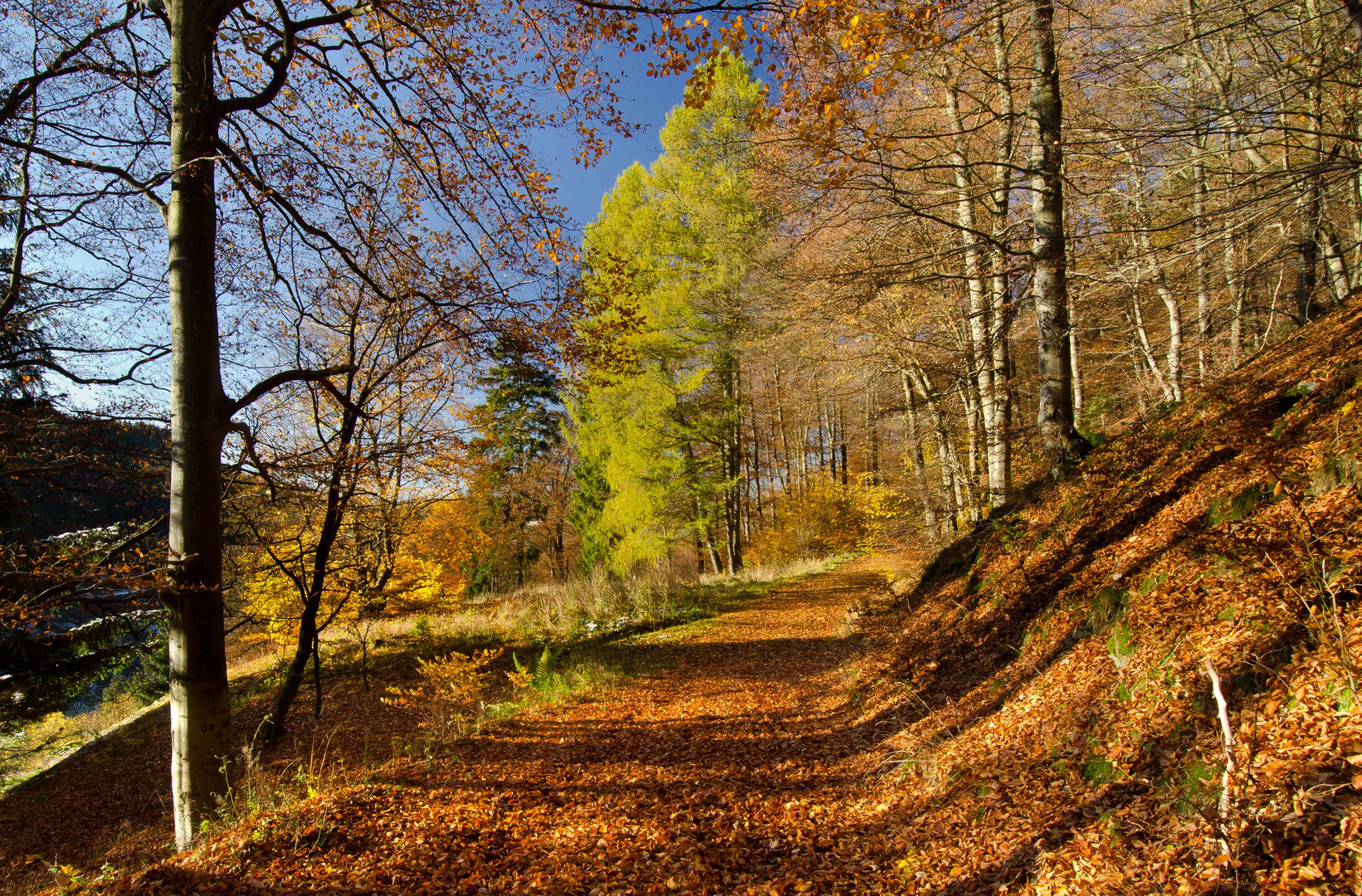 Herbstfarben - das letzte Aufbäumen vor dem Winter 1