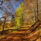 Herbstfarben - das letzte Aufbäumen vor dem Winter 1