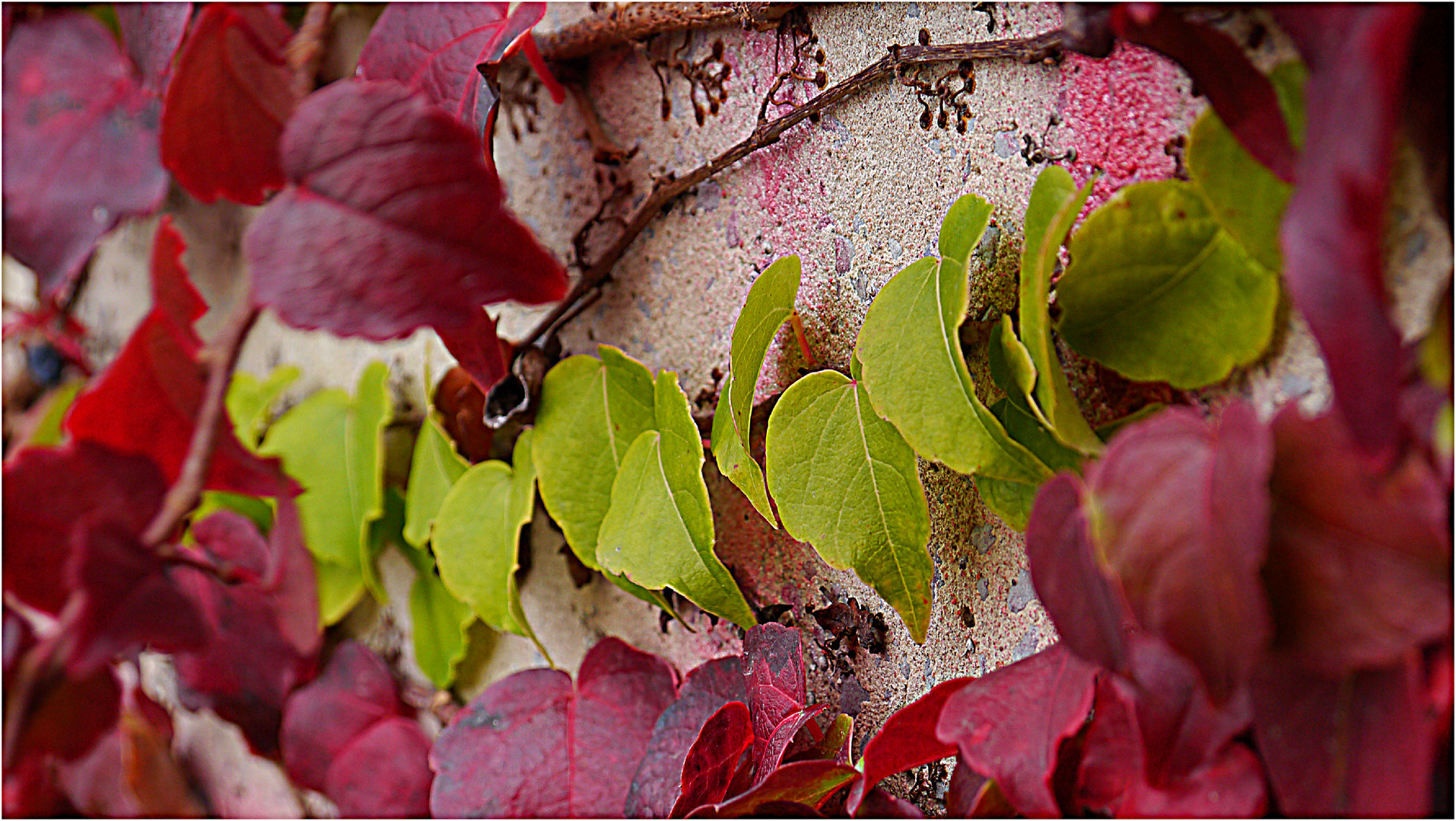 Herbstfarben das letzte grün