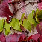 Herbstfarben das letzte grün