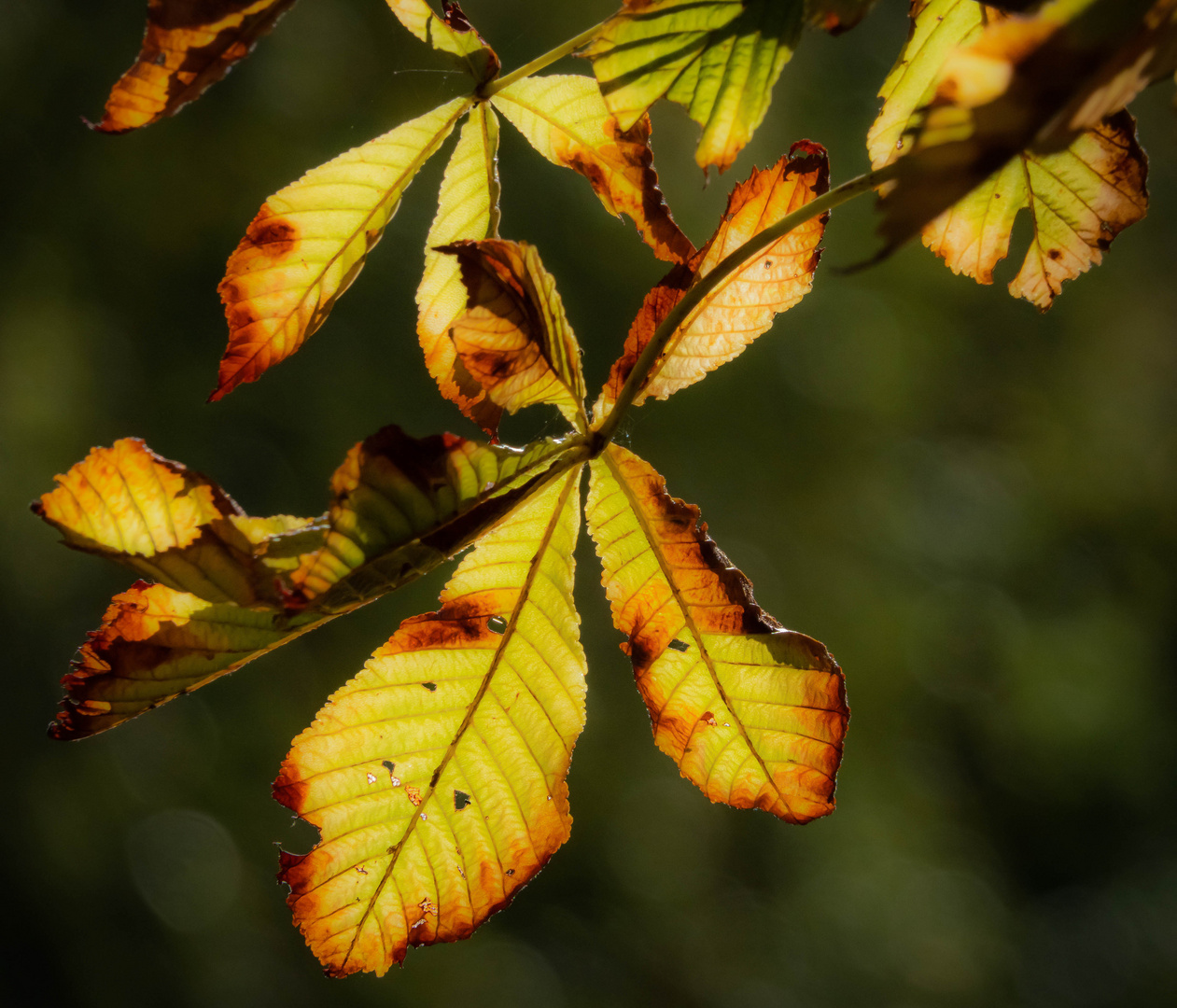 Herbstfarben