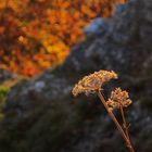 Herbstfarben