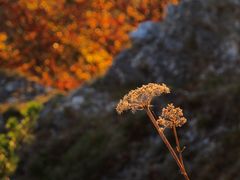 Herbstfarben