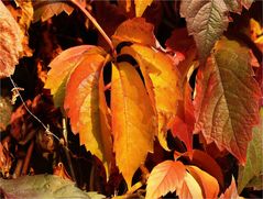 Herbstfarben 