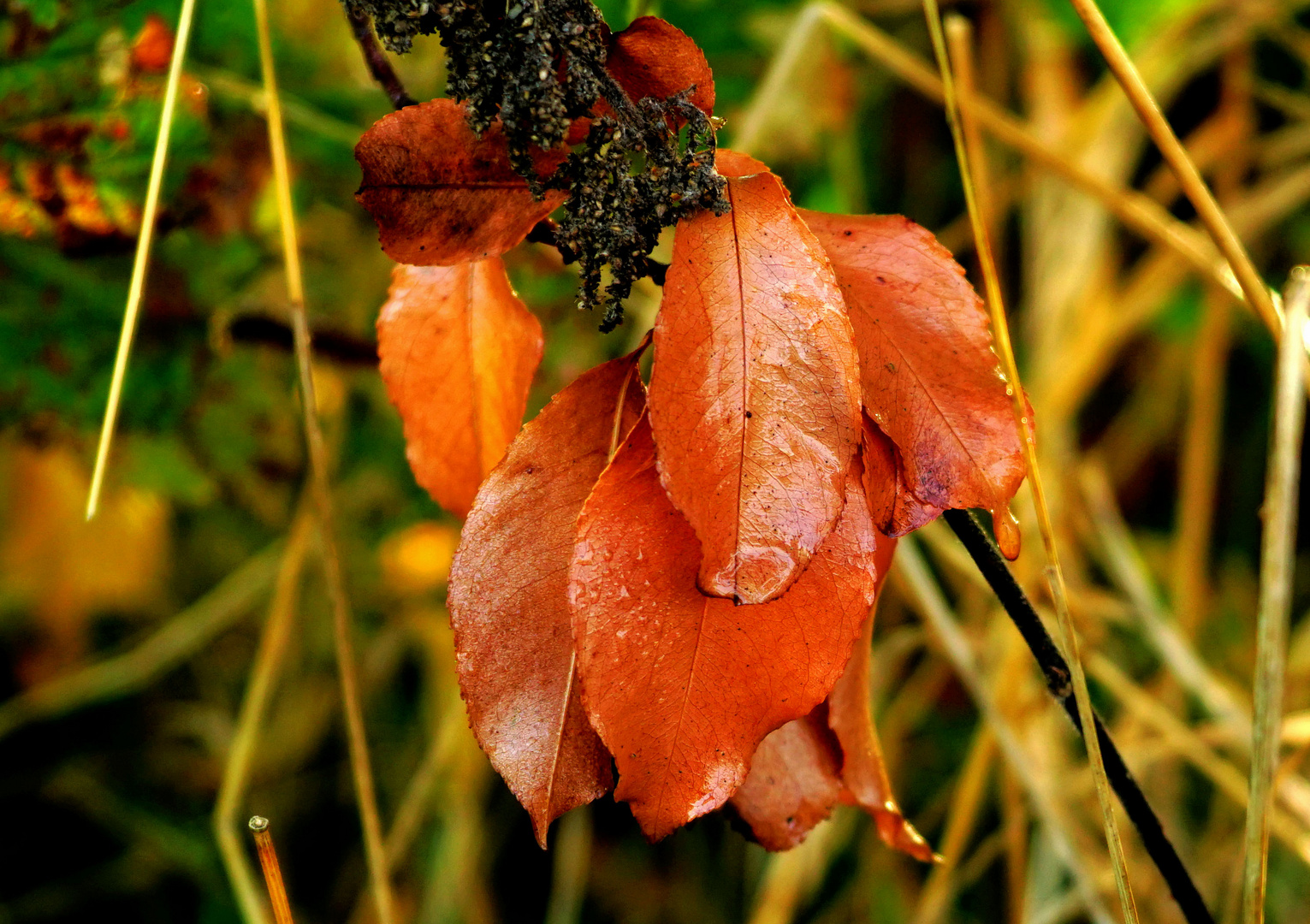 Herbstfarben