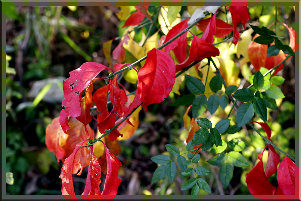 Herbstfarben