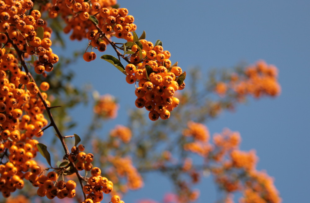 Herbstfarben