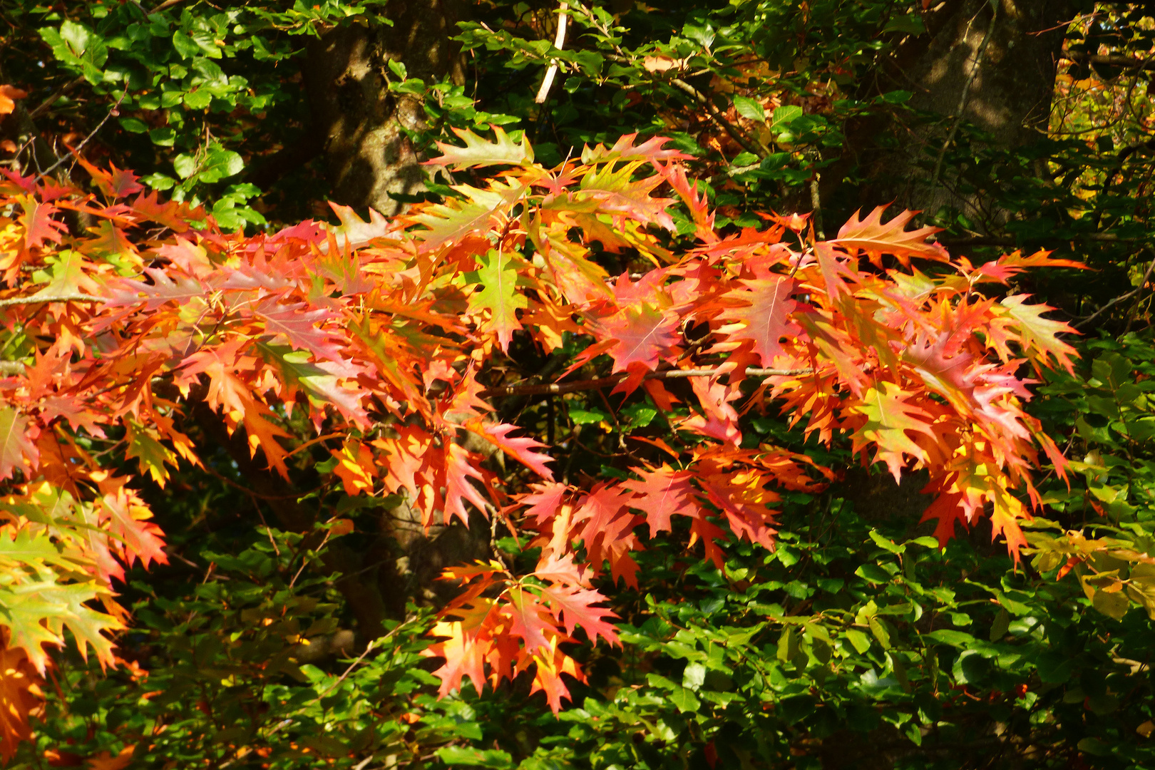 Herbstfarben