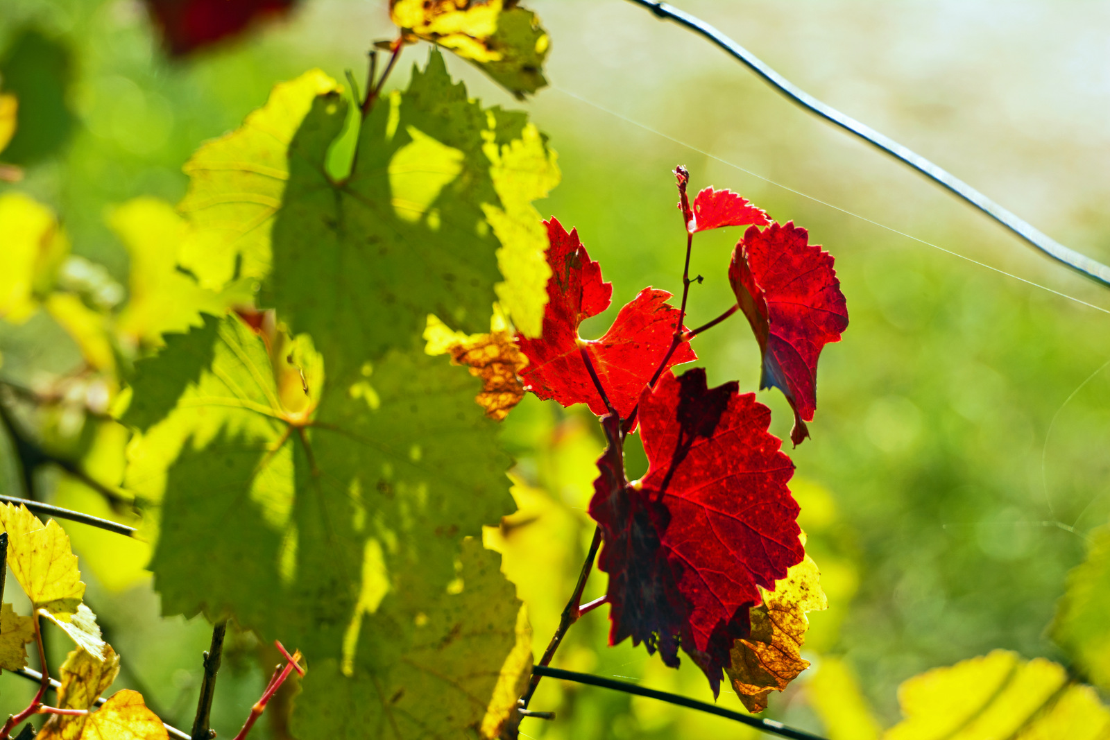 Herbstfarben.