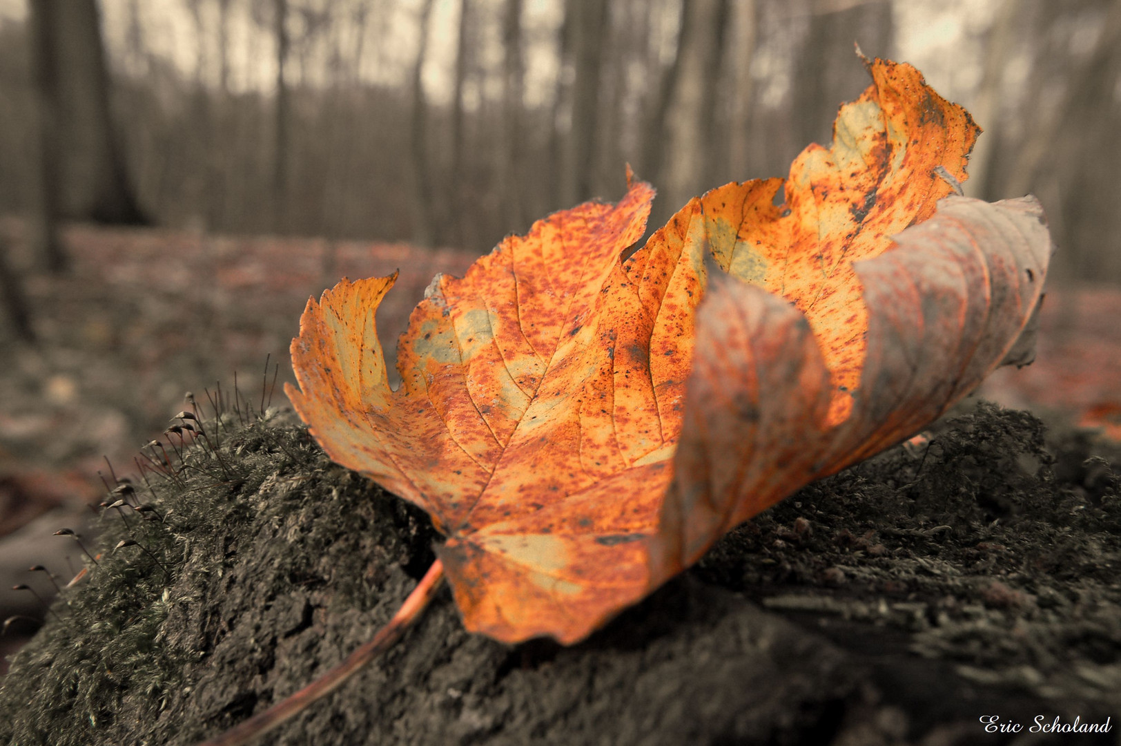 Herbstfarben