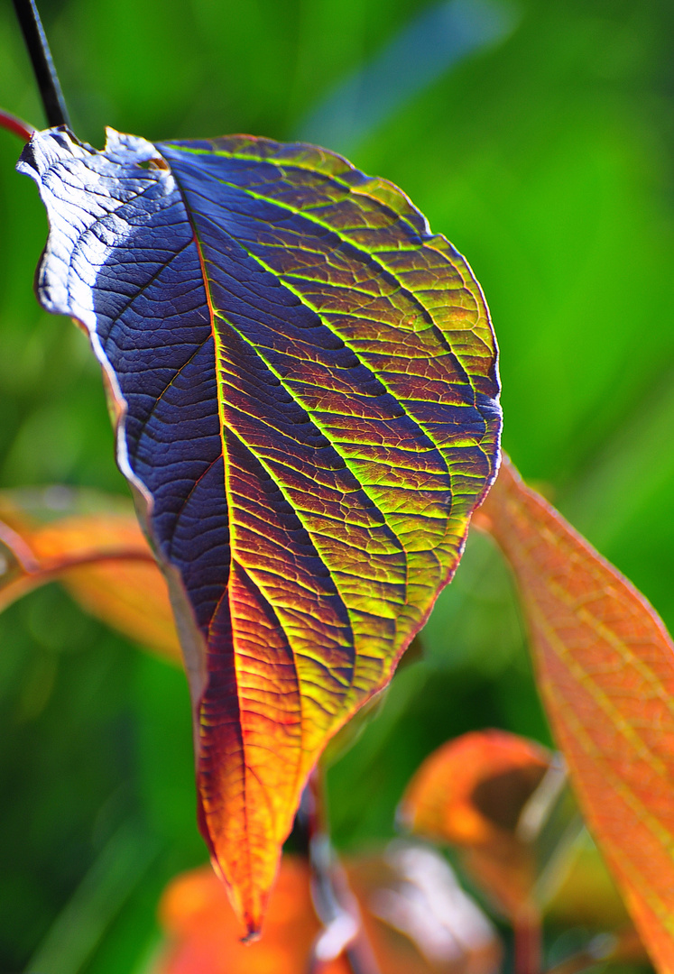 Herbstfarben.