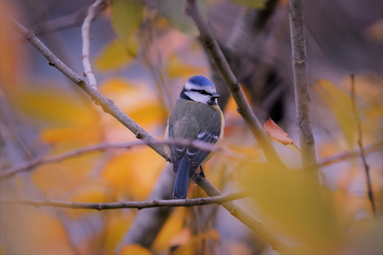 Herbstfarben