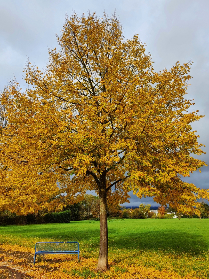 Herbstfarben 