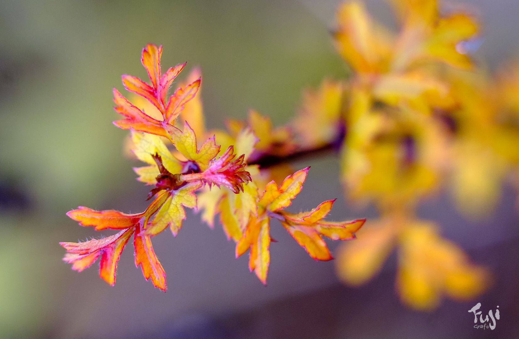 Herbstfarben