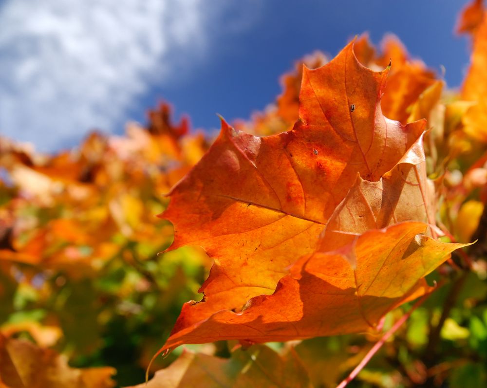 Herbstfarben von Heiko Mann 