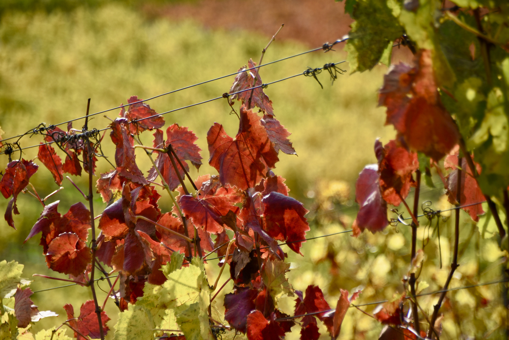 Herbstfarben