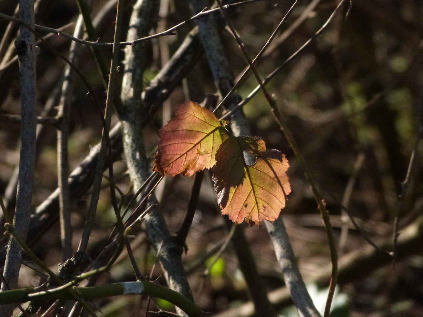 Herbstfarben, den Winter überstanden