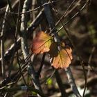 Herbstfarben, den Winter überstanden