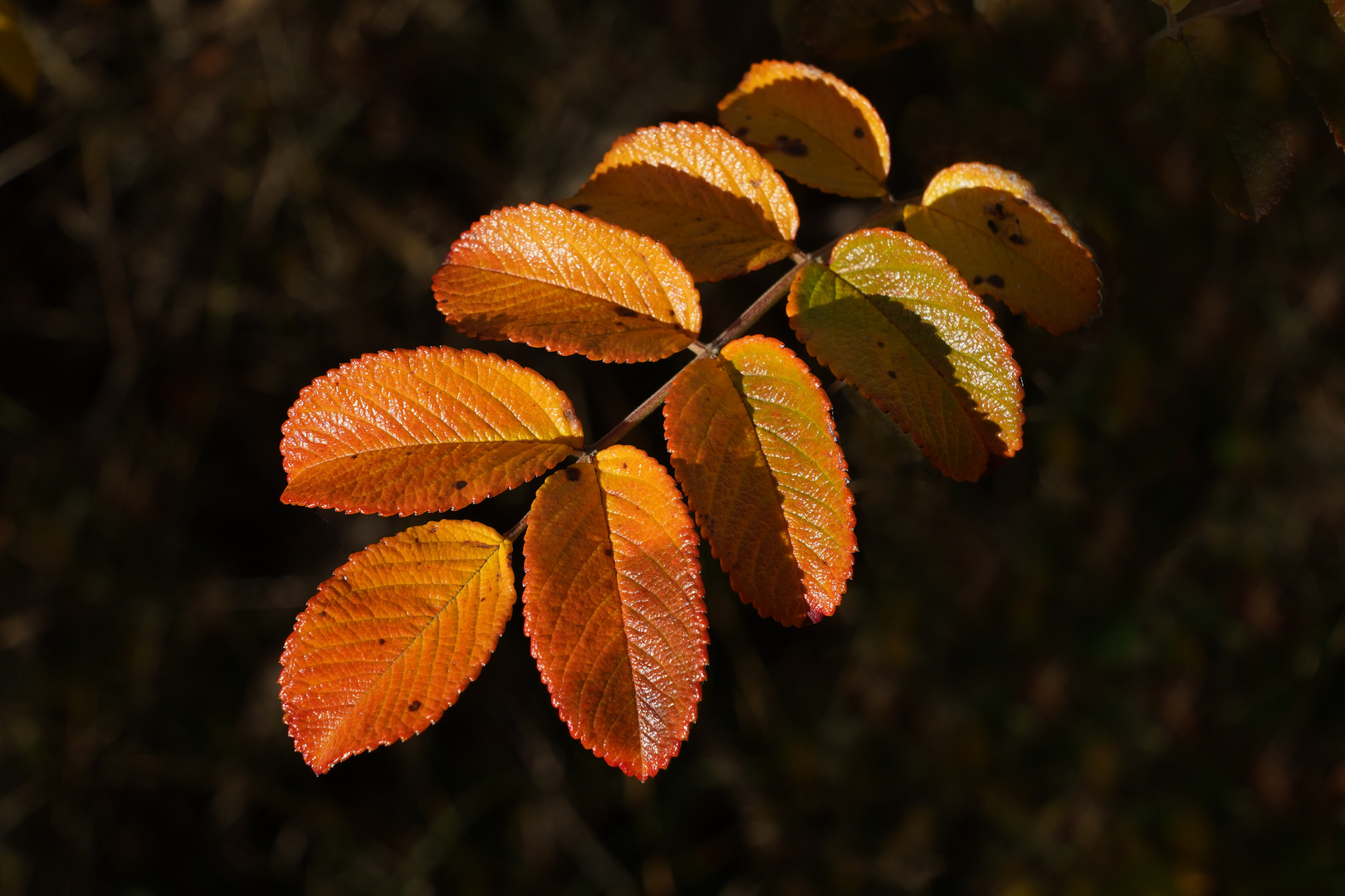 Herbstfarben der Heckenrose