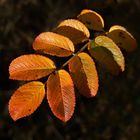 Herbstfarben der Heckenrose