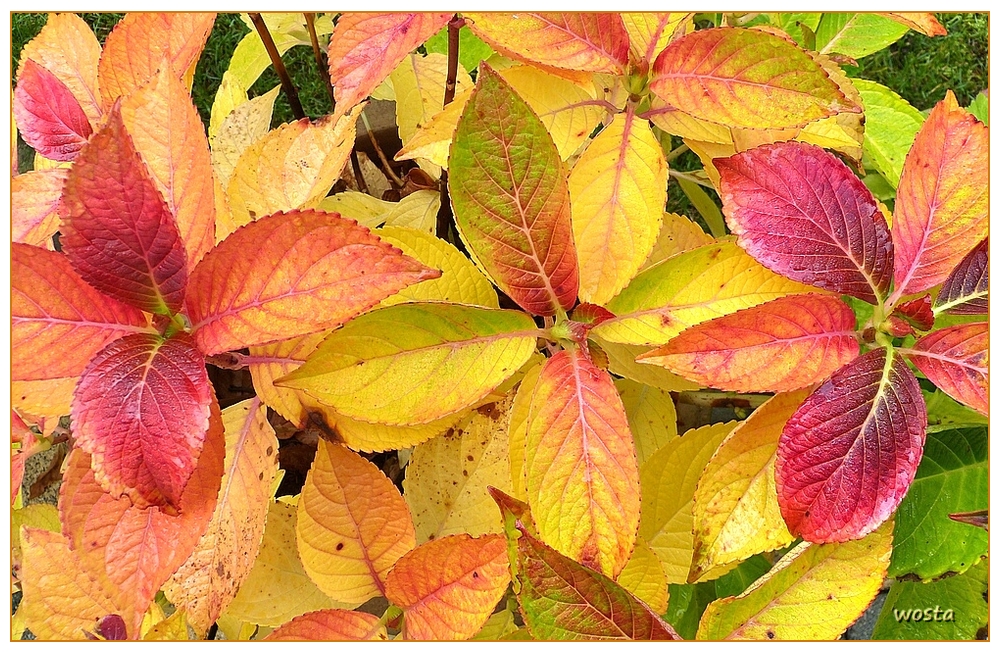 Herbstfarben der Hortensie