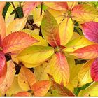 Herbstfarben der Hortensie