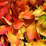 Herbstfarben der Natur