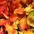 herbstfarben der Natur