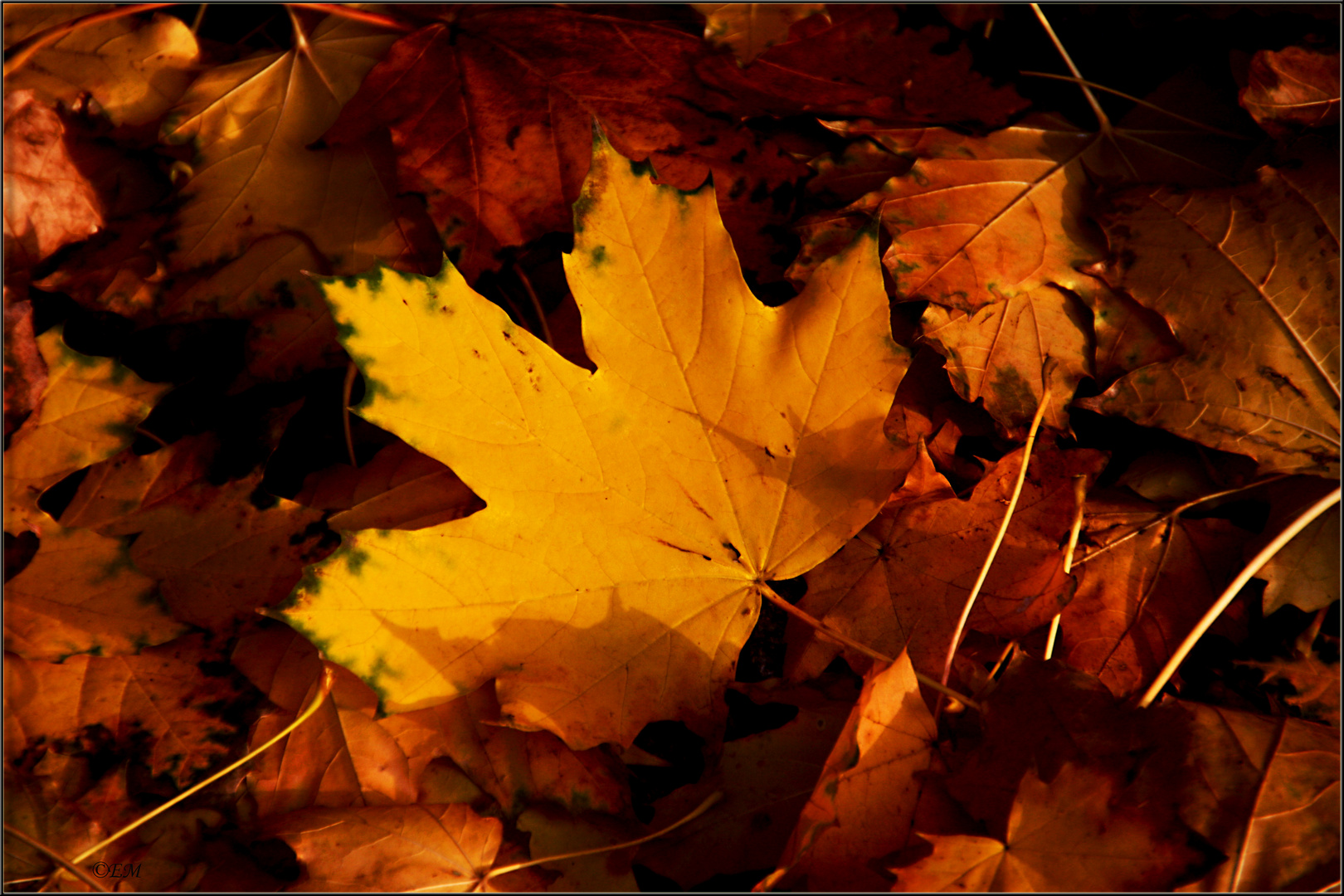 Herbstfarben des Ahorn